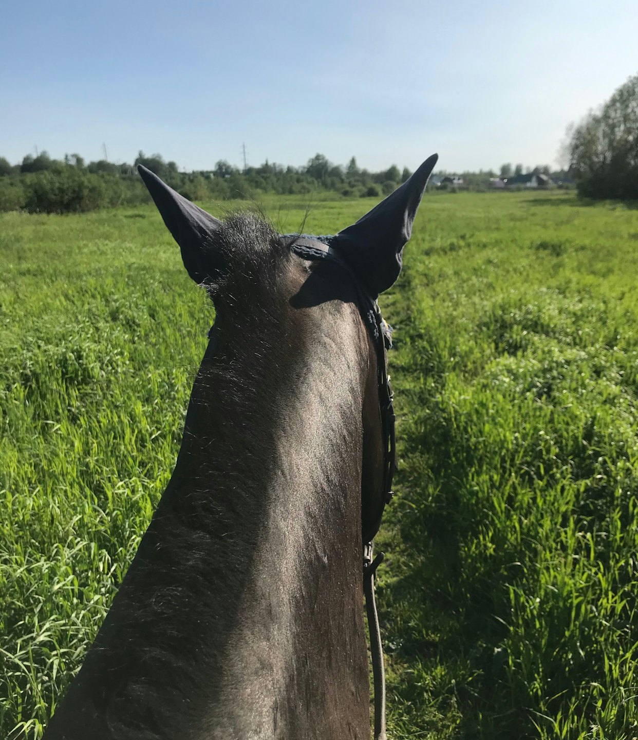 Ein braunes Pferd mit Ohrenhauben geht durch eine Wiese.